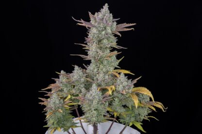 Gorilla Cookies Auto by Fastbuds, 3 semi