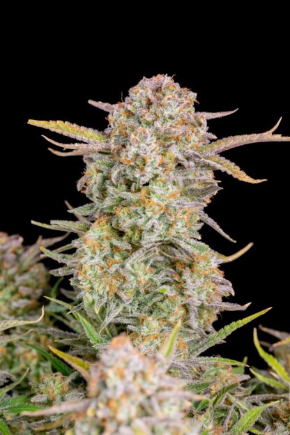 Bruce Banner Auto by Fastbuds, 3 semi - immagine 2