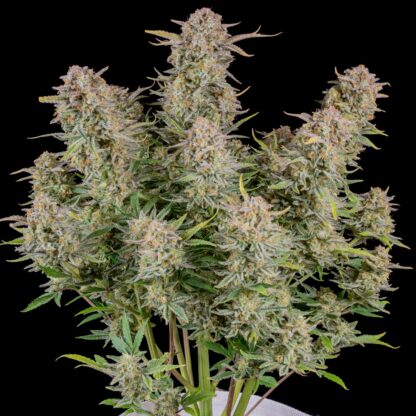 Bruce Banner Auto by Fastbuds, 3 semi - immagine 7
