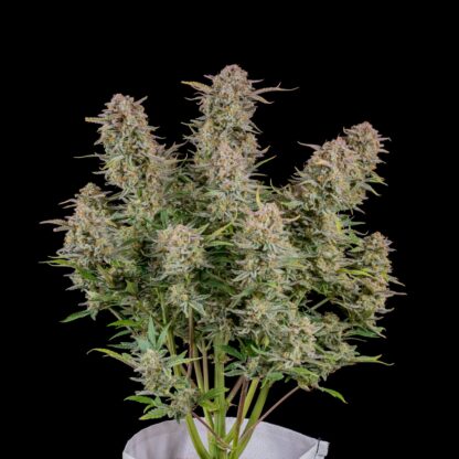 Bruce Banner Auto by Fastbuds, 3 semi - immagine 3