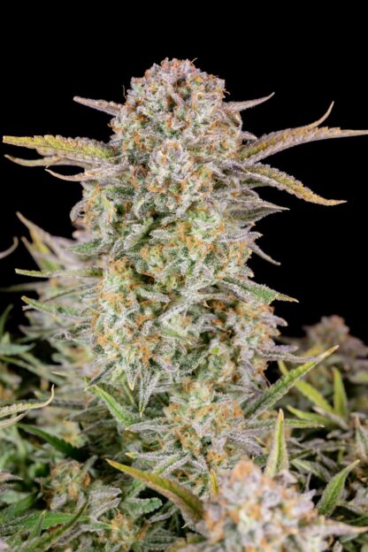 Bruce Banner Auto by Fastbuds, 3 semi - immagine 4