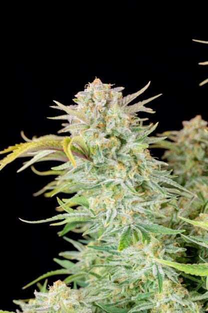 Bruce Banner Auto by Fastbuds, 3 semi - immagine 5