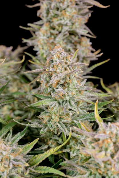 Bruce Banner Auto by Fastbuds, 3 semi - immagine 6