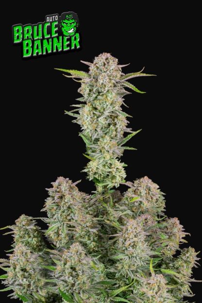 Bruce Banner Auto by Fastbuds, 3 semi
