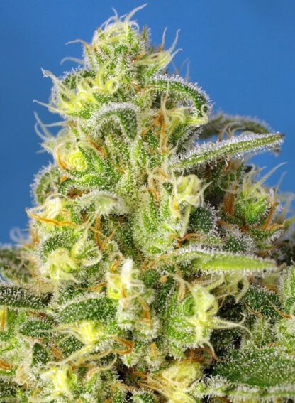 Jack 47 XL Auto® Sweet Seeds - immagine 2