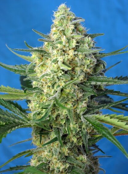 Jack 47 XL Auto® Sweet Seeds - immagine 4
