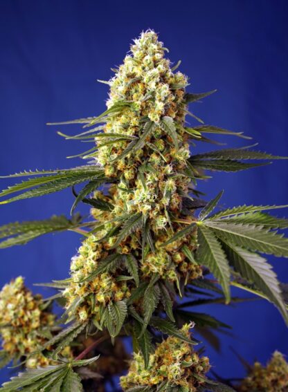 Strawberry Banana Gelato XL Auto® 3 semi + 1 OMAGGIO - immagine 2