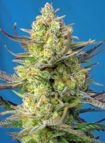 Sweet Cheese XL Auto® by Sweet Seeds, 3 semi + 1 OMAGGIO - immagine 3