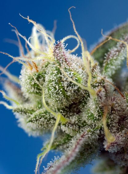 Sweet Cheese XL Auto® by Sweet Seeds, 3 semi + 1 OMAGGIO - immagine 2