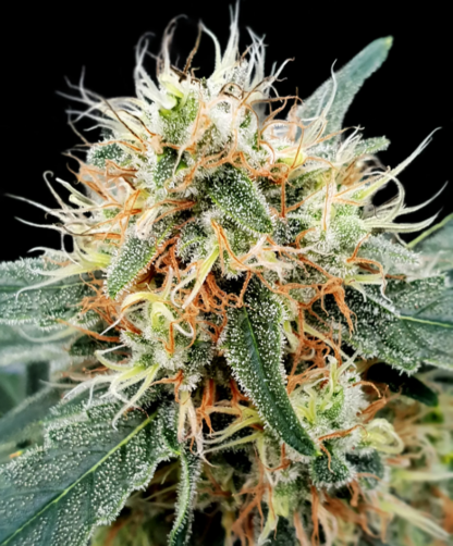 Stromboli auto di Paradise seeds, 3 semi
