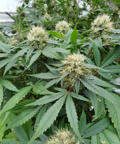 Stromboli auto di Paradise seeds, 3 semi - immagine 3