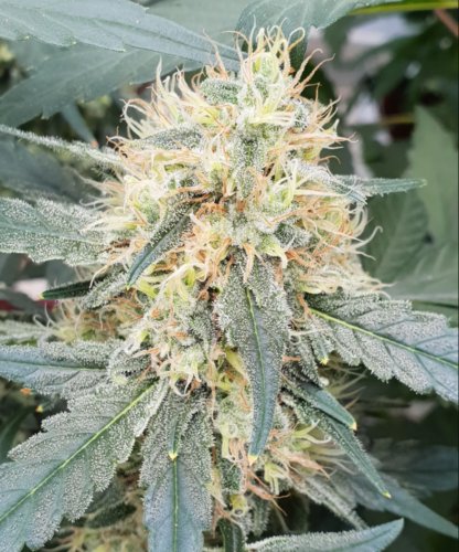 Stromboli auto di Paradise seeds, 3 semi - immagine 2