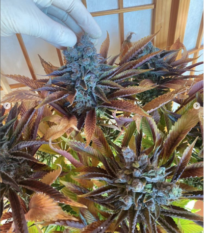 Semi di Sweet Mimosa FEM - immagine 2
