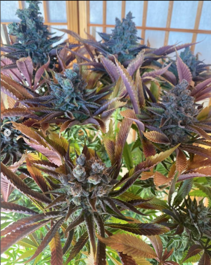 Semi di Sweet Mimosa FEM - immagine 3