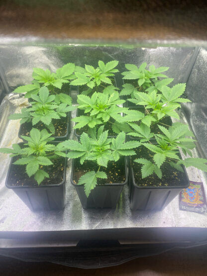 Cream Caramel by Sweet Seeds