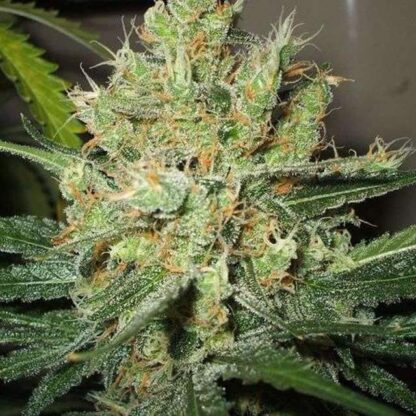 Pure Power Plant - Nirvana, 3 semi