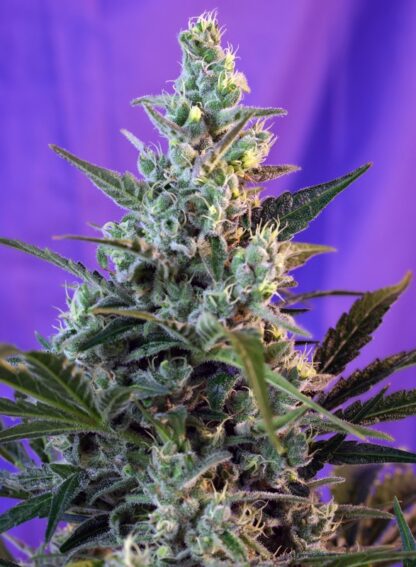 Sweet Skunk Auto® Sweet Seeds, 3 semi + 1 SEME OMAGGIO - immagine 2