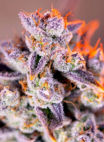 Tropicanna Poison XL Auto® Sweet Seeds, 3 semi +1 SEME OMAGGIO - immagine 3