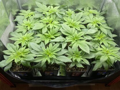 Crystal Candy F1 Fast Version by Sweet Seeds