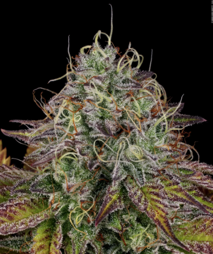 Apricot Candy, Paradise Seeds