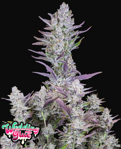 Wedding Glue Auto, Fast Buds
