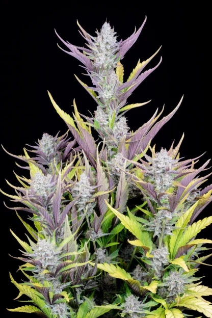 Wedding Glue Auto, Fast Buds - immagine 4