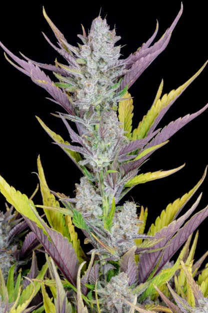 Wedding Glue Auto, Fast Buds - immagine 3