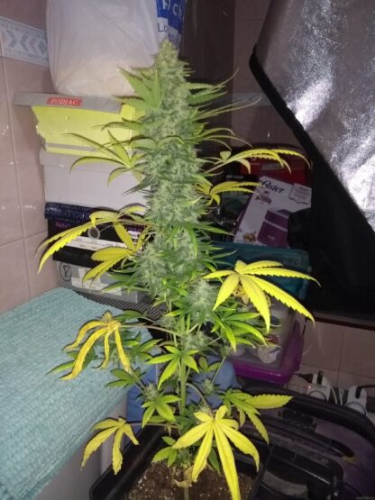 Exodus Cheese auto, Greenhouse Seeds Co. - immagine 3