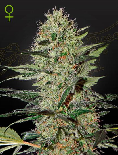 Exodus Cheese auto, Greenhouse Seeds Co.