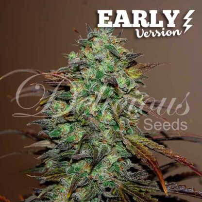 Eleven Roses Early Version, Delicious seeds