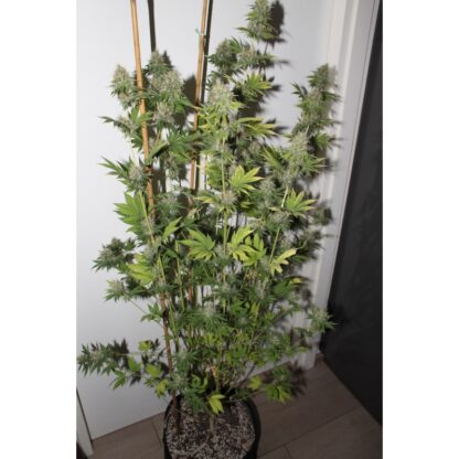 Pineapple Poison ® Super Sativa Seed Club - immagine 2