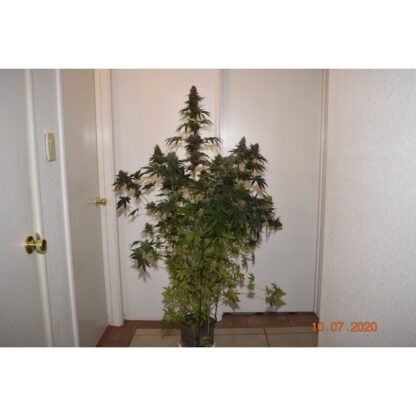 Pineapple Poison ® Super Sativa Seed Club - immagine 13