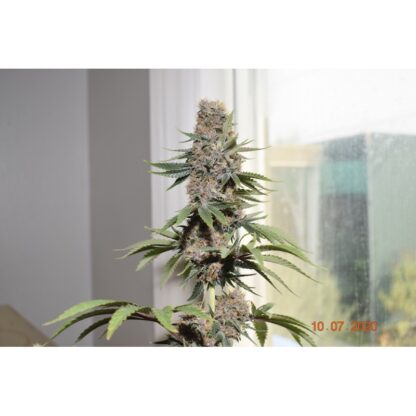 Pineapple Poison ® Super Sativa Seed Club - immagine 9