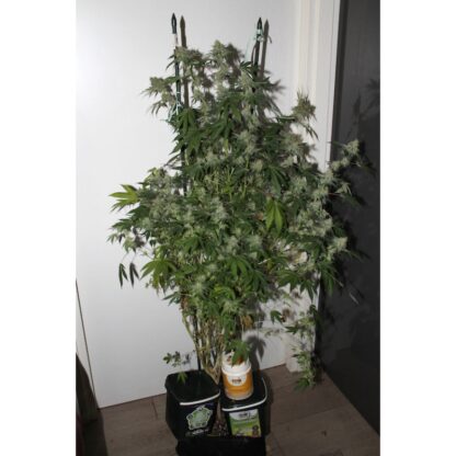 Pineapple Poison ® Super Sativa Seed Club - immagine 7