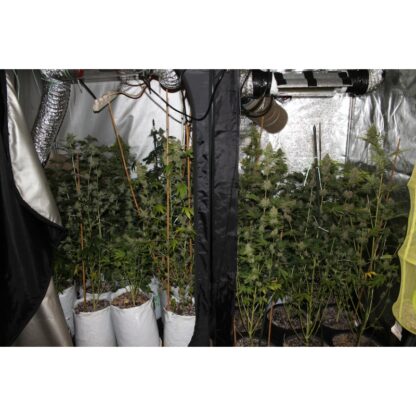 Pineapple Poison ® Super Sativa Seed Club - immagine 6