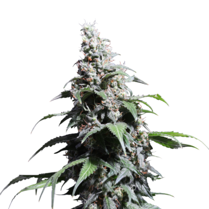 Pineapple Poison ® Super Sativa Seed Club
