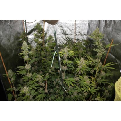 Pineapple Poison ® Super Sativa Seed Club - immagine 3