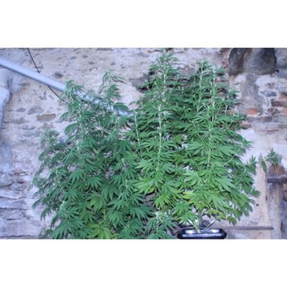 Pineapple Poison ® Super Sativa Seed Club - immagine 4