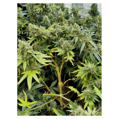 Pineapple Poison ® Super Sativa Seed Club - immagine 5