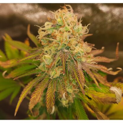 Pineapple Poison ® Super Sativa Seed Club - immagine 11