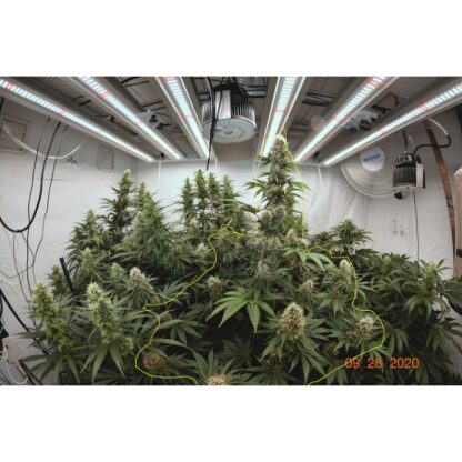 Pineapple Poison ® Super Sativa Seed Club - immagine 12