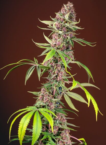 Red Mandarine F1 Fast Version® Sweet Seeds 3 semi + 1 SEME OMAGGIO - immagine 4