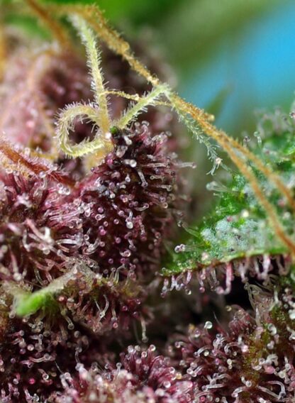Red Mandarine F1 Fast Version® Sweet Seeds 3 semi + 1 SEME OMAGGIO - immagine 3