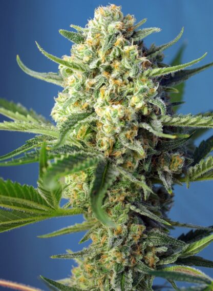 Sweet Afgani Delicious Auto® Sweet Seeds 3 semi + 1 SEME OMAGGIO - immagine 2