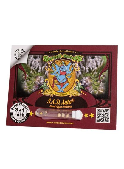 Sweet Afgani Delicious Auto® Sweet Seeds 3 semi + 1 SEME OMAGGIO