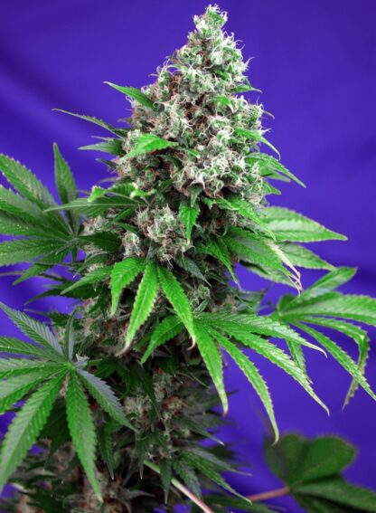 Killer Kush F1 Fast Version® Sweet Seeds - immagine 2
