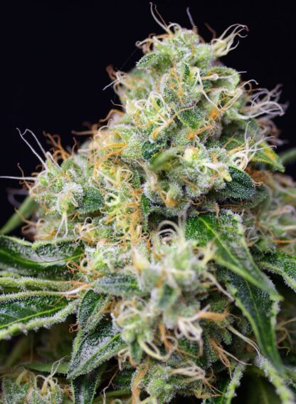 Killer Kush F1 Fast Version® Sweet Seeds - immagine 3