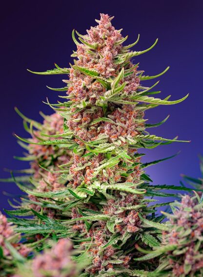 Strawberry Cola Sherbet F1 Fast Version® - immagine 3
