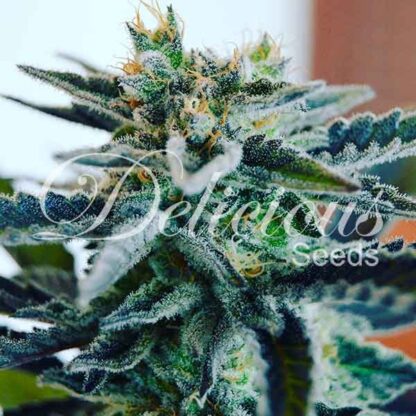 Sugar Black Rose® Delicious Seeds - immagine 3