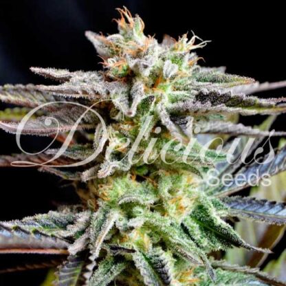 Sugar Black Rose® Delicious Seeds